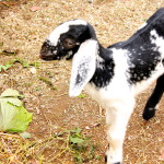 Bhabilal's goats